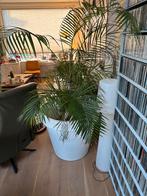 Grote Areca Palm in Pot, Huis en Inrichting, Kamerplanten, Ophalen, Palm, Halfschaduw, In pot