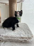 Mainecoon x kittens mogen het nest verlaten!, Dieren en Toebehoren, Meerdere dieren