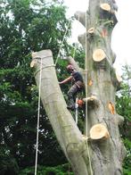 BOOM SNOEIEN / KAPPEN NETJES, VEILIG & BETAALBAAR VGworks, Tuinonderhoud of Snoeiwerk