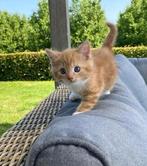 Prachtige lieve kittens sterk en gezond, Meerdere dieren