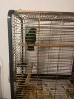 Edelpapagaai, Dieren en Toebehoren, Vogels | Parkieten en Papegaaien, Mannelijk, Parkiet