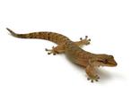 Rauwgekko_Lepidodactylus lugubris 12,50, Hagedis