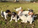 Jack Russel pups, Dieren en Toebehoren, Jack Russell Terriër, 8 tot 15 weken, Parvo, Meerdere