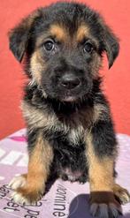 Al deze  kleintjes zijn ter adoptie! zoeken een baasje, Dieren en Toebehoren, Particulier, Rabiës (hondsdolheid), 8 tot 15 weken
