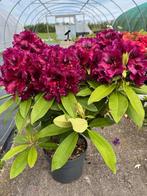 Prachtige Rhododendron met Dieppaarse Bloemen, Tuin en Terras, Overige soorten, Vaste plant, Ophalen of Verzenden, Halfschaduw