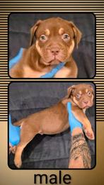 Xl bullys, Dieren en Toebehoren, Honden | Bulldogs, Pinschers en Molossers, Rabiës (hondsdolheid), 8 tot 15 weken, Meerdere, Meerdere dieren