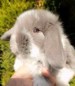 Raszuivere Franse hangoor konijnen, Dieren en Toebehoren, Meerdere dieren, Groot, Hangoor
