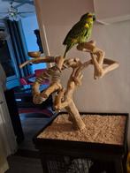 Javaboom tk, Ophalen