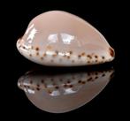 Schelpen: Cypraea angustata 24,5mm (Gem-) Australië, Verzamelen, Mineralen en Fossielen, Ophalen of Verzenden, Schelp(en)