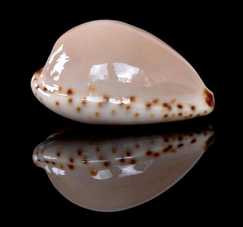 Schelpen: Cypraea angustata 24,5mm (Gem-) Australië, Verzamelen, Mineralen en Fossielen, Schelp(en), Ophalen of Verzenden