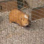 leuk cavia beertje, Cavia, April, Mannelijk, Tam