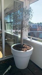 Elho pot met olijfboom 2 stuks, Ophalen of Verzenden, Volle zon, Olijfboom, 100 tot 250 cm