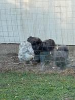 5 zijdehoenders, Ophalen of Verzenden