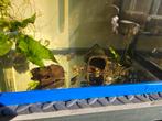 Jonge wildkleur Ancistrus, Vis
