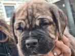 Cane corso reutje 5-12-2025 geboren, Dieren en Toebehoren, Honden | Bulldogs, Pinschers en Molossers, 8 tot 15 weken, Eén hond
