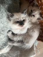 Nog 1. Prachtige kruising noorse bos ragdoll, Dieren en Toebehoren, Katten en Kittens | Overige Katten, Meerdere dieren, Langharig