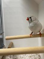 Masker grijze zebravink, Dieren en Toebehoren, Vrouwelijk