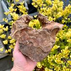 Mammoetwervel Noordzee 3, Verzamelen, Mineralen en Fossielen, Ophalen of Verzenden, Fossiel