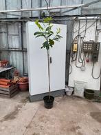 Laurier op stam, Ophalen