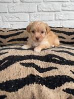 Boompoo pups, boomer x toy poedel, Dieren en Toebehoren, Honden | Chihuahua's en Gezelschapshonden, Nederland, Overige rassen