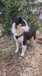 Darina is een onwijs lief, vriendelijk hondje, Dieren en Toebehoren, Honden | Niet-rashonden, Particulier, Rabiës (hondsdolheid)