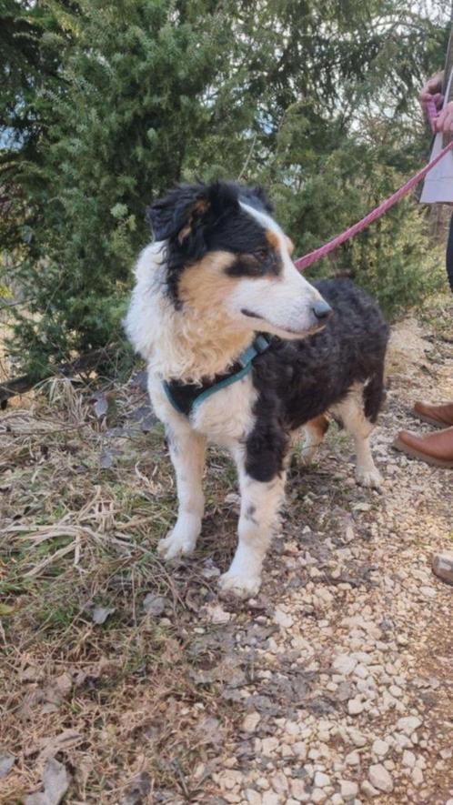 Darina is een onwijs lief, vriendelijk hondje, Dieren en Toebehoren, Honden | Niet-rashonden, Middel, Teef, Particulier, Eén hond
