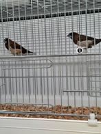 2 leuke Japanse meeuwtjes samen €10,-, Dieren en Toebehoren, Vogels | Overige Vogels, Meerdere dieren, Tropenvogel