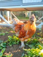 Mooie Cochin haan, Dieren en Toebehoren, Mannelijk, Kip