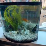 Gratis goudvis plus vissenkom en attributen. LEES TEKST, Dieren en Toebehoren, Vissen | Aquaria en Toebehoren, Ophalen, Zo goed als nieuw
