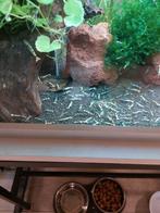 Tekoop mooie Galaxy boa caradina garnalen, Dieren en Toebehoren, Kreeft, Krab of Garnaal