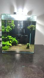 Aquarium dennele 60 liter, Dieren en Toebehoren, Ophalen, Zo goed als nieuw, Gevuld zoetwateraquarium