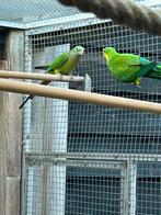 Baraband parkieten, Dieren en Toebehoren, Vogels | Parkieten en Papegaaien, Meerdere dieren, Parkiet