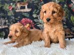Cockapoo pups  medium doodles 1150€, Dieren en Toebehoren, Honden | Chihuahua's en Gezelschapshonden, Nederland, Overige rassen