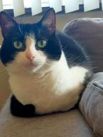 Poes aangeboden nieuw thuis gezocht, Poes, 6 jaar of ouder