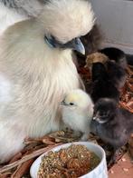 Zijde hoender kriel kuikens te koop, Geboren 8, 12 oktober., Dieren en Toebehoren, Pluimvee, Geslacht onbekend, Kip