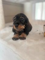 Ruwharige dwergteckels/kaninchen pups te koop, Dieren en Toebehoren, Kaninchen, België, Particulier, 8 tot 15 weken