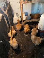 Zijdehoender kuikens, Dieren en Toebehoren, Pluimvee, Geslacht onbekend, Kip