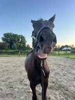Gezocht: stalling omgeving Apeldoorn, Weidegang, 1 paard of pony