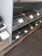 2 kunststof broedkooien, Dieren en Toebehoren, Vogels | Hokken en Kooien, Ophalen, Gebruikt, Kunststof, Broedkooi of Kweekkooi