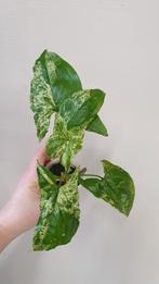 Syngonium Mottled Mojitto, Overige soorten, In pot, Minder dan 100 cm, Groene kamerplant