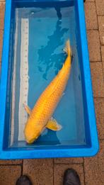 Yamabuki, Karper of Koi