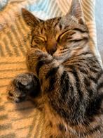 Wie biedt Tommy (2 jaar) een liefdevol nestje ️, Dieren en Toebehoren, Kater, Gechipt, 0 tot 2 jaar