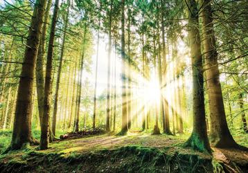 Bos fotobehang Zonneschijn Bos vlies behang *Muurdeco4kids beschikbaar voor biedingen