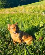 Gezocht Goed tehuis voor Herder kruising Teefje, Dieren en Toebehoren, Honden | Herdershonden en Veedrijvers, 1 tot 2 jaar, Teef