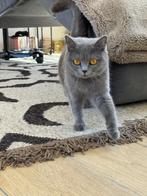 British Short Hair Hasselt, Poes, Gechipt, 0 tot 2 jaar