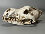 wolven schedel replica, Ophalen of Verzenden, Zo goed als nieuw, Overige onderwerpen