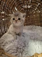 Britse korthaar kittens, Dieren en Toebehoren, Katten en Kittens | Raskatten | Korthaar, Meerdere dieren, Ontwormd