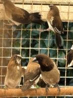 Japanse meeuwen bont voliere en kweek vogels van 2025, Dieren en Toebehoren, Vogels | Overige Vogels, Meerdere dieren