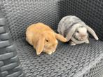 Schitterende Jonge Dwerghangoor Konijntjes, Dieren en Toebehoren, Meerdere dieren, Dwerg, Hangoor