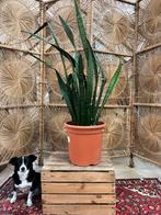 Sanseveria XXL